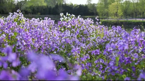 Orychophragmus violaceus Stock Footage 343514754