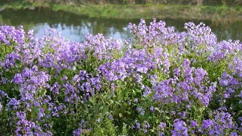 Orychophragmus violaceus Видео 343515240