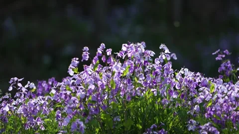 Orychophragmus violaceus Video stock 343515736