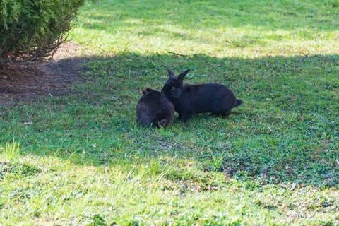 Oryctolagus - Rabbit runs wild Stock Photos