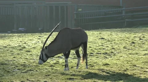 Oryx antelope Video stock 47052741