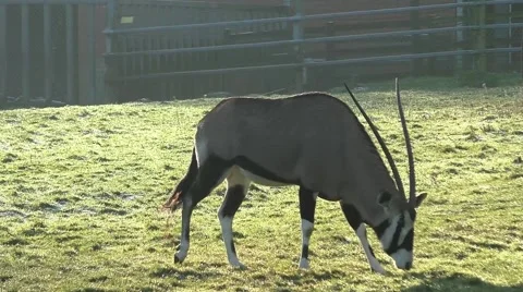 Oryx antelope Video stock 47052891