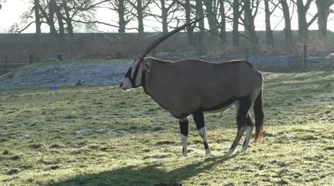 Oryx antelope Video stock 47053426