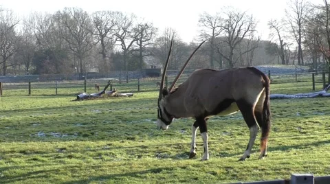 Oryx antelope Stock-Footage 47053634