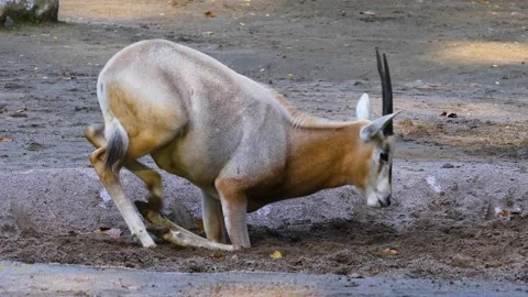 An Oryx antelope Stock Footage 141606045