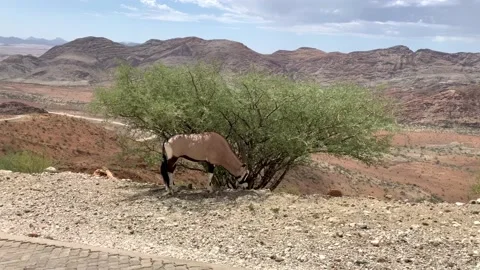 Oryx antelope seeking shade from the midday heat Stock Footage 234006046