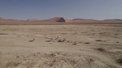 Oryx antelope walking in the Namib desert Stock Footage 263289677