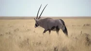 Oryx Antelope In The Wild. Safari In Africa, African Savannah Wildlife. Stock Footage