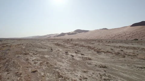 Oryx antelopes running through the Namib desert Stock Footage 265242798