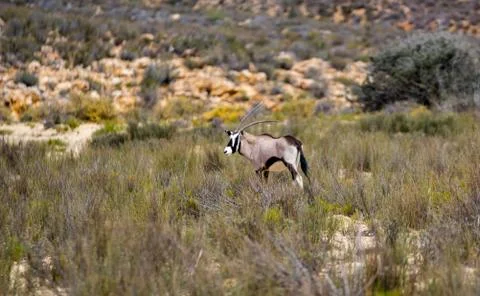 Oryx Antilope Stock Photos