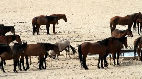 Oryx attack Stock Footage 12672942