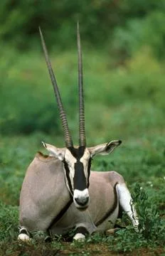 ORYX BEISA oryx beisa Stock Photos