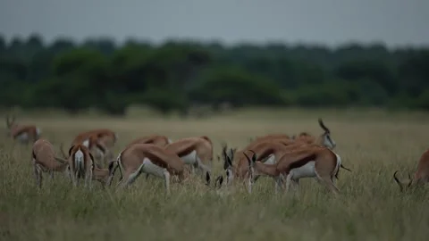 Oryx in Central Kalahari. Animal with big straight antler horn. Gemsbok with ora Stock Footage 307421753