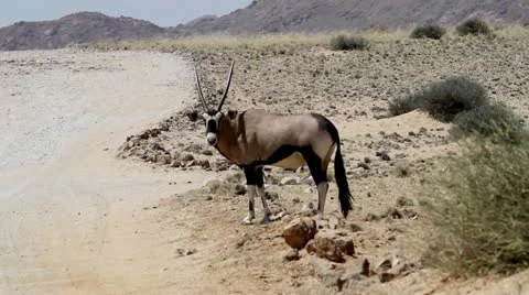 Oryx crossing street Stock Footage 12691019