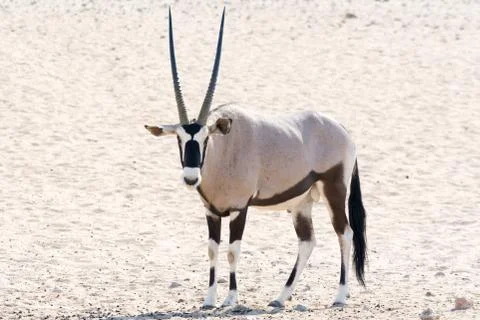 Oryx in the desert Stock Photos