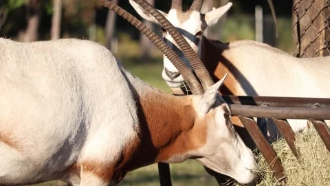 Oryx Eating Animals Nature 4K Stock Footage 294570838