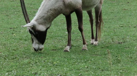 Oryx eating grass Video stock 68646338