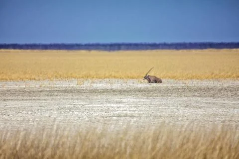 An oryx in the etosha pan namibia Stock Photos