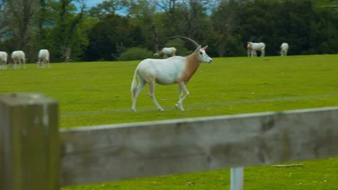 Oryx in field Stock Footage 114426298