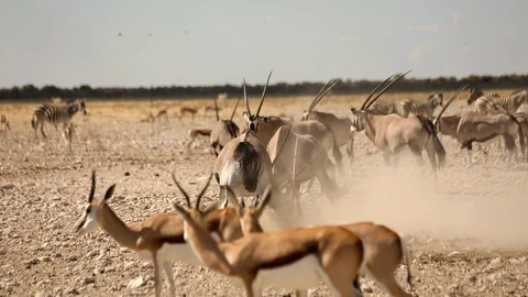 ORYX FIGHT ETOSHA Stock Footage 104870925