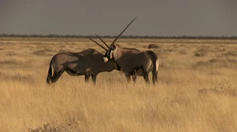 Oryx fighting Stock Footage 11977484