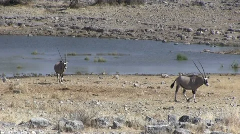 Oryx Video stock 12133010