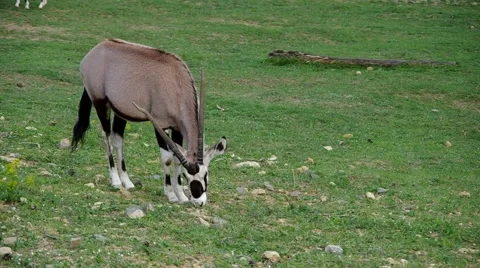 Oryx gazella, herbivore Stock Footage 51008191