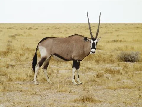 Oryx gazella Stock Photos