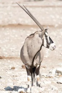 Oryx, Gemsbok Stock Photos
