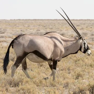 Oryx (Gemsbok) Stock Photos