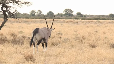 Oryx / gemsbok walking Video stock 98375285