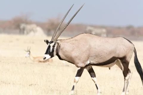 Oryx in grassland Stock Photos