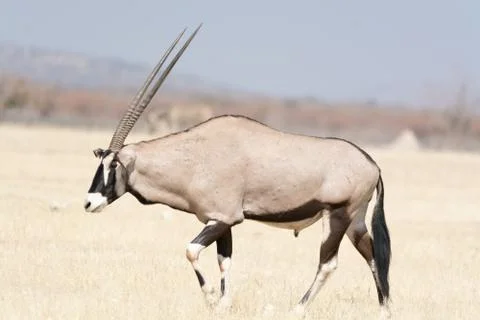 Oryx in grassland Stock Photos