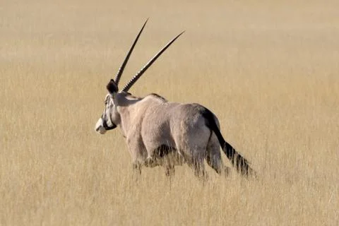 Oryx in grassland. Stock Photos