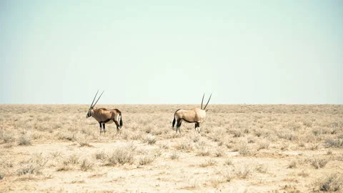 Oryx grazing in the desert Stock-Footage 116082169