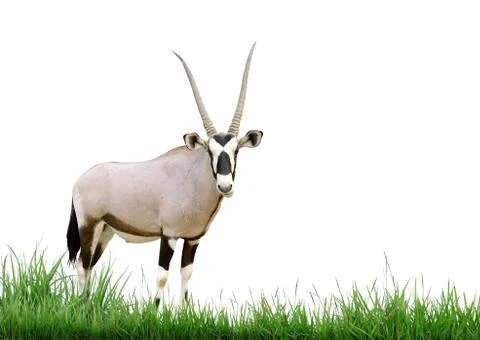 Oryx with green grass isolated Stock-Fotos