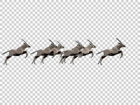 Oryx Group 02 - 3d Motion Graphics Stock Footage 46129153