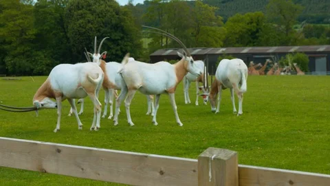Oryx herd in field Stock Footage 114418213