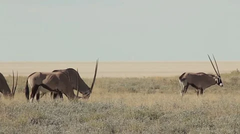 Oryx herd grazing Stockbeeldmateriaal 47548365
