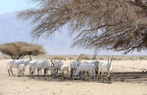 Oryx herd Foto stock