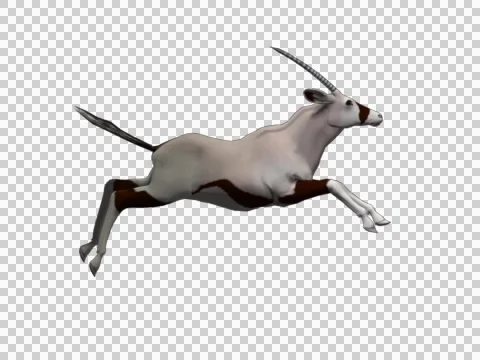 Oryx Jump 09 -  3d Motion Graphics Video stock 46130116
