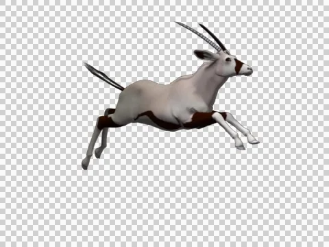 Oryx Jump 10 - 3d Motion Graphics Stock Footage 46128168
