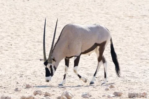 Oryx on the move Stock Photos