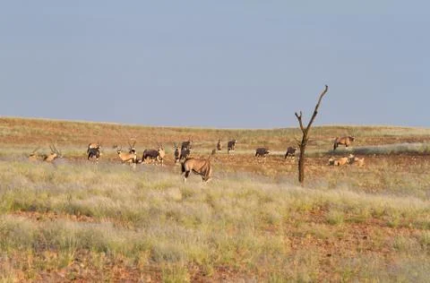 Oryx, Namibia 스톡 사진