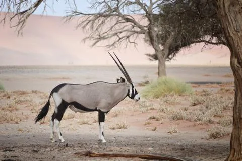 Oryx in Namibia Stock Photos
