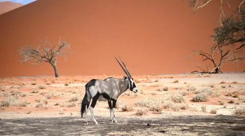 Oryx in Namibia Stock Photos