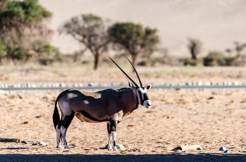 Oryx in Namibia Stock Photos