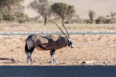 Oryx in Namibia Stock Photos