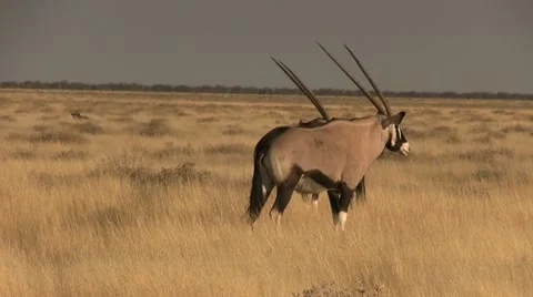 Oryx in the open field Stock Footage 11977485