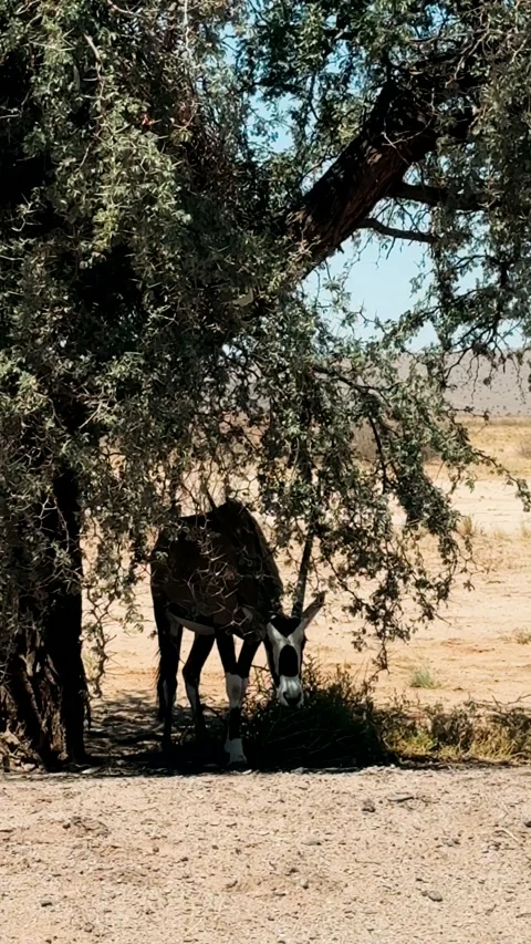 Oryx peacefully resting in their natural habitat. The oryxes are a majestic sigh Vidéo 333570596